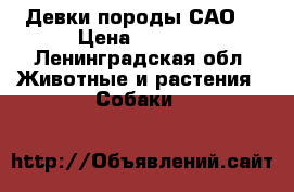 Девки породы САО, › Цена ­ 2 000 - Ленинградская обл. Животные и растения » Собаки   